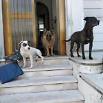 Mavipagi