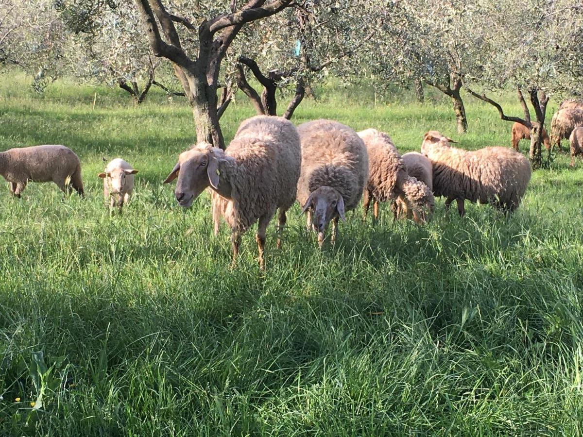 Casa Rosa Alloggio per agriturismo