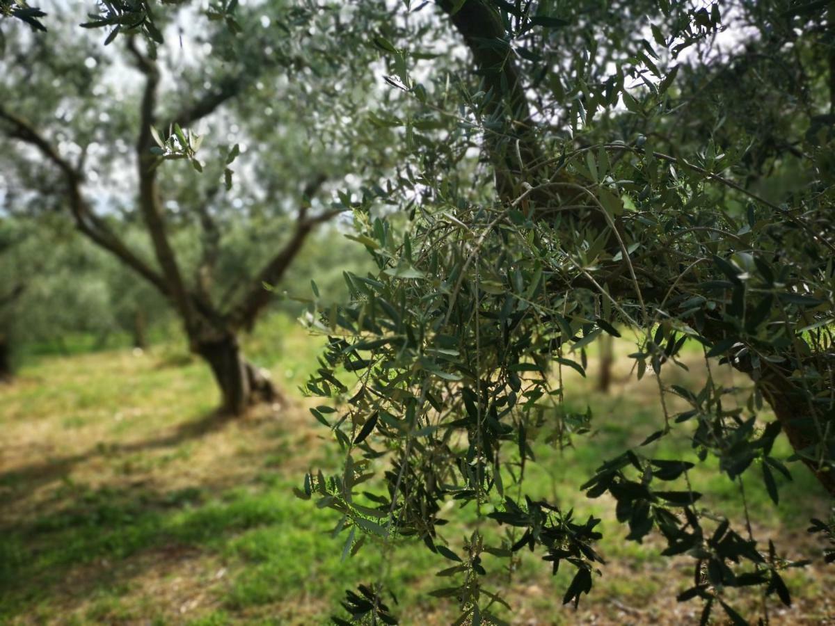 Bosco Magico Verona