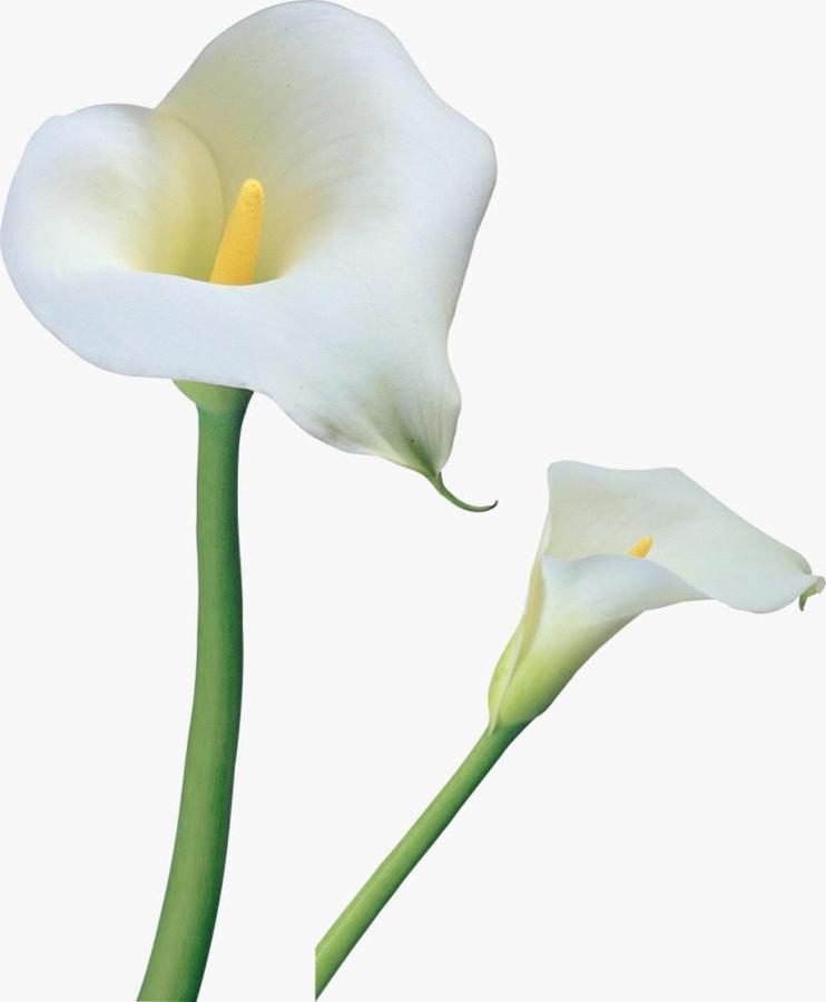 Calla, Calluna&gardenia *