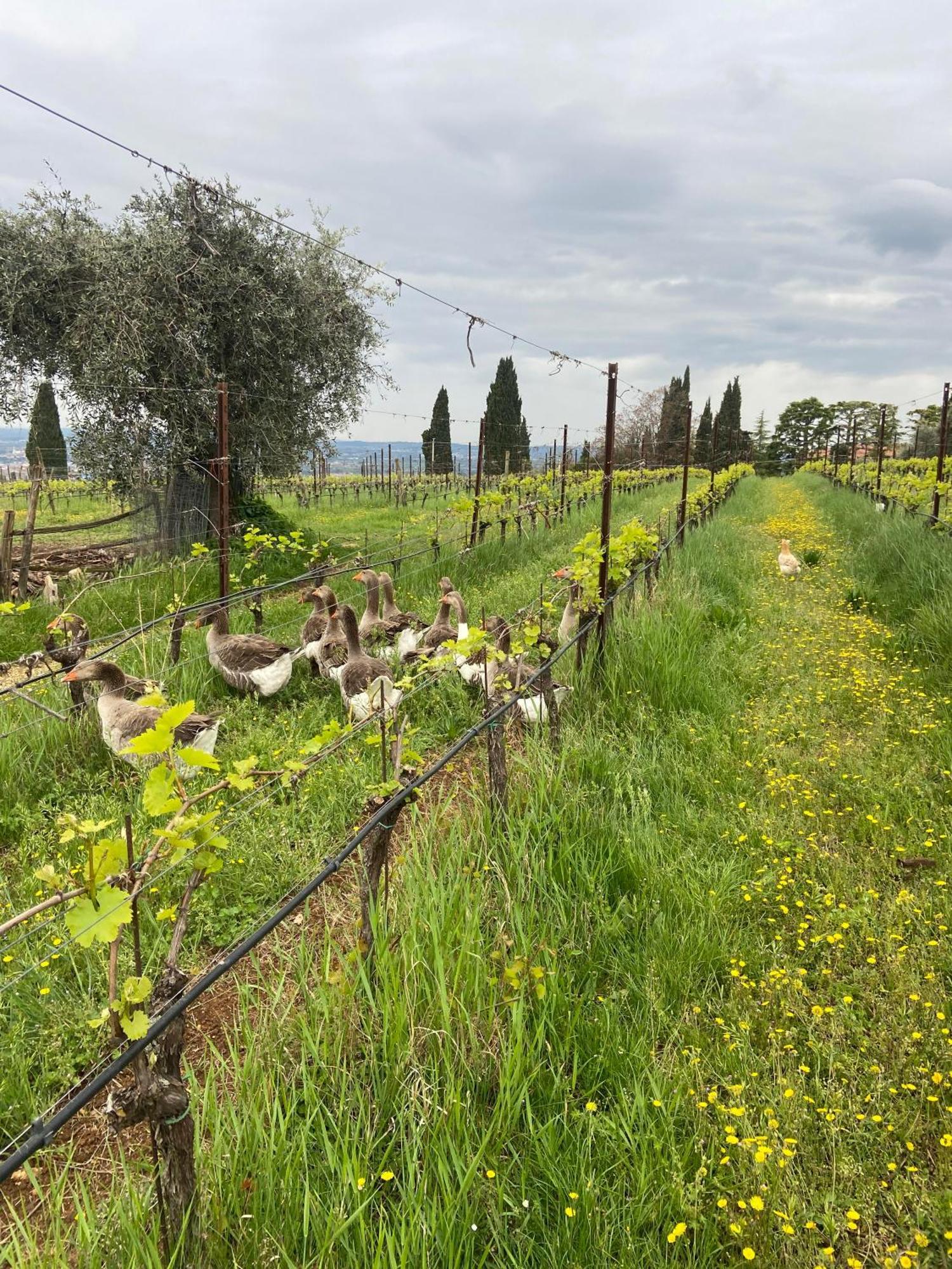La Vineria Di San Mattia Agroturismo