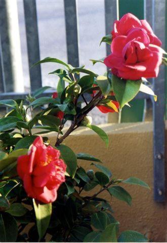 Viale Venezia Aparthotel Verona