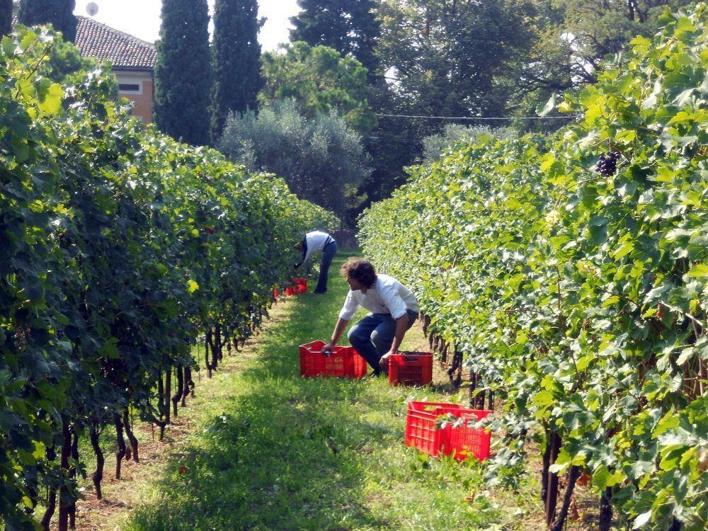 Corte San Mattia Farm stay