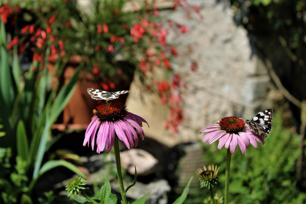Agriturismo Alle Torricelle Farm stay *