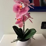 Dimora 4 Spade