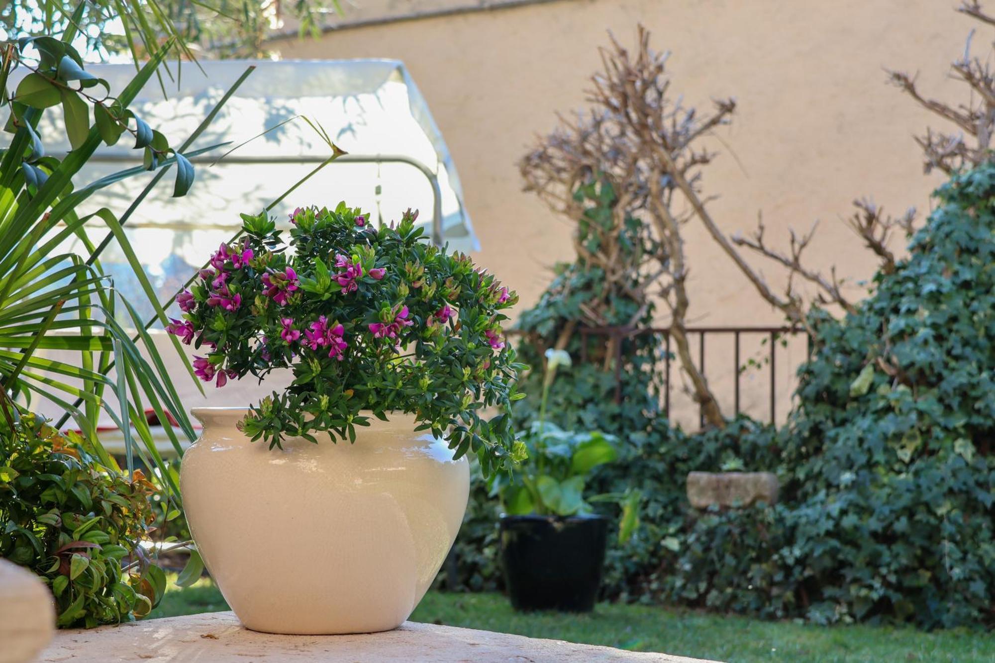 Aurelia Maison Apartamento