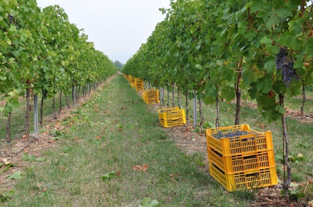 Corte Moranda Alloggio per agriturismo *