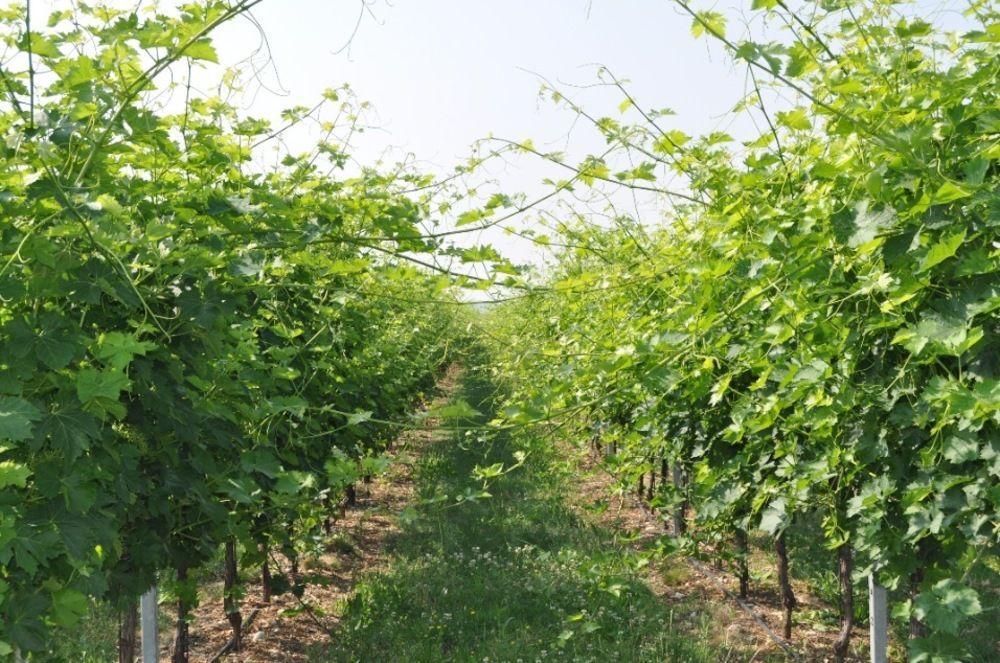 Corte Moranda Alloggio per agriturismo