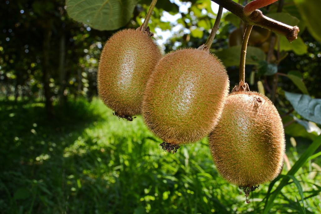 Ca' La Pergola Agroturismo *